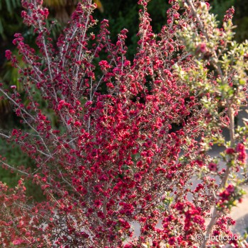 LEPTOSPERMUM scoparium Red damask