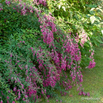 LESPEDEZA thunbergii