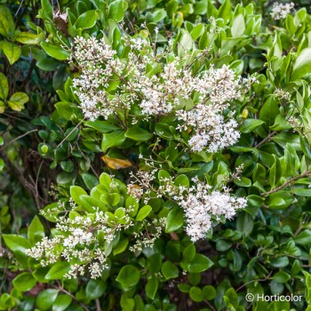 LIGUSTRUM japonicum Texanum