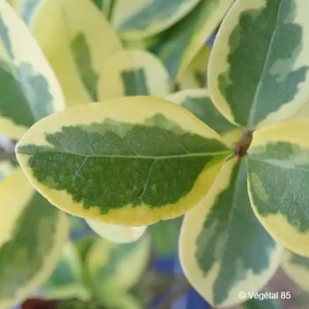 LIGUSTRUM ovalifolium Aureum