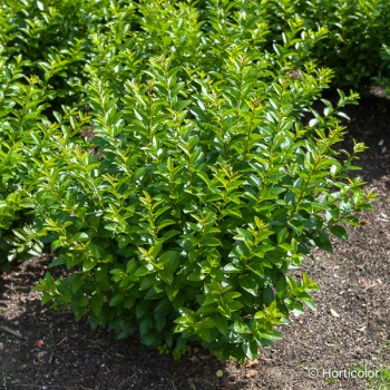 LIGUSTRUM ovalifolium
