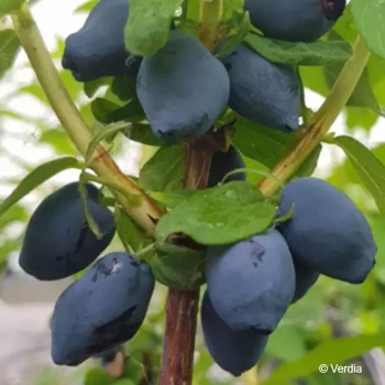 LONICERA caerulea Fruity berry®