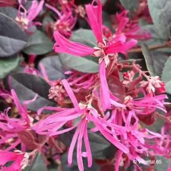 LOROPETALUM chinense Pippas red