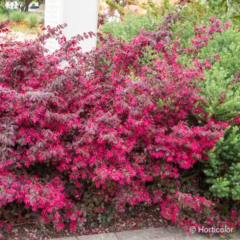LOROPETALUM chinense Rouge de la majorie