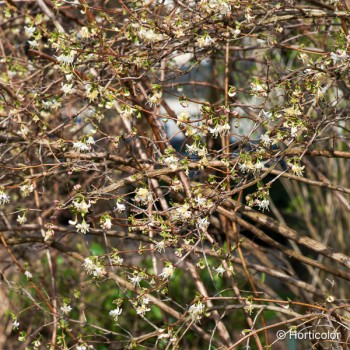 LONICERA fragrantissima