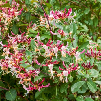 LONICERA japonica Chinensis