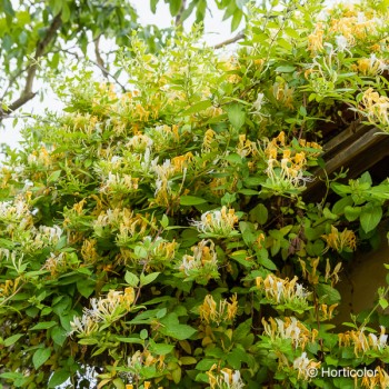 LONICERA japonica Halliana