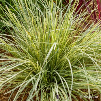 LOMANDRA longifolia White Sands®