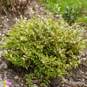 LONICERA nitida Lemon beauty