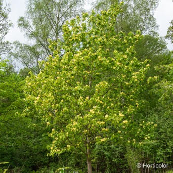 MAGNOLIA brooklynensis Yellow Bird