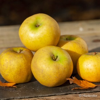 MALUS domestica Belchard (pommier)