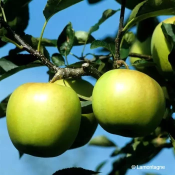 MALUS domestica Golden (pommier)