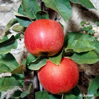 MALUS domestica Melrose (pommier)