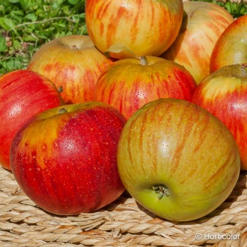 MALUS domestica Reine des reinettes (pommier)