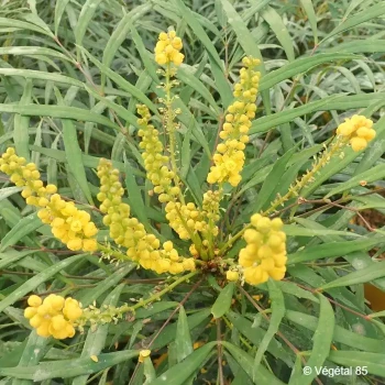 MAHONIA eurybracteata Soft caress