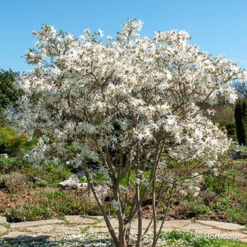 MAGNOLIA kobus Stellata