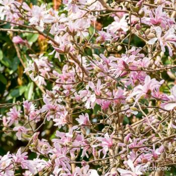 MAGNOLIA x loebneri Leonard messel