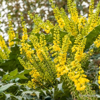 MAHONIA x media Charity