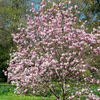 MAGNOLIA x soulangeana