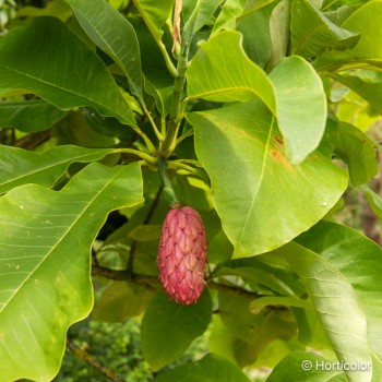 MAGNOLIA tripetala