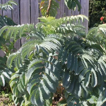 MELIANTHUS major
