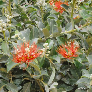 METROSIDEROS thomasii