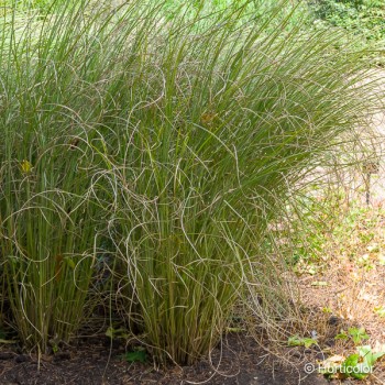 MISCANTHUS sinensis Gracillimus
