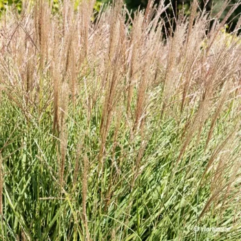MISCANTHUS sinensis Kleine sielberspinne