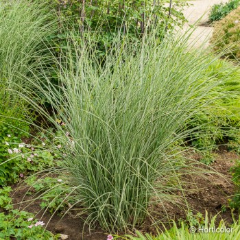 MISCANTHUS sinensis Morning light
