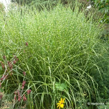 MISCANTHUS sinensis Strictus