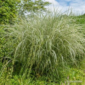 MISCANTHUS sinensis Variegatus