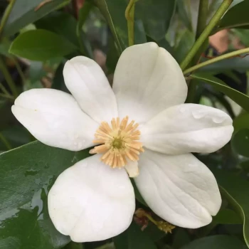 MICHELIA yunnanensis