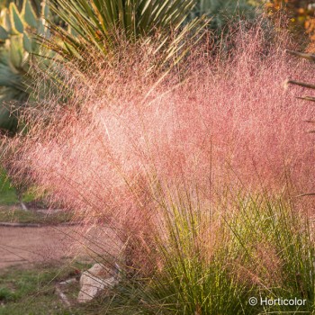 MUHLENBERGIA capillaris