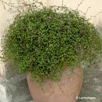 MUEHLENBECKIA complexa Sealand compact