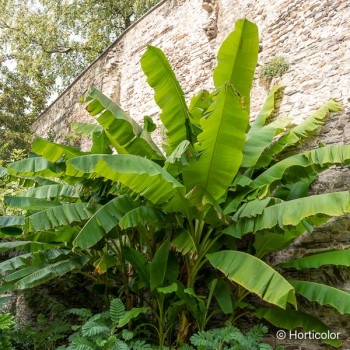 MUSA japonica (=basjoo)