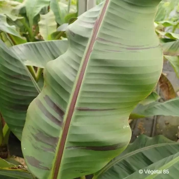 MUSA sikkimensis Red tiger