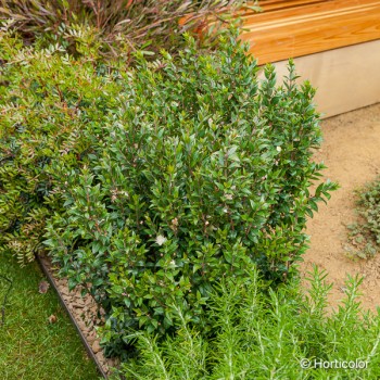 MYRTUS communis Tarentina