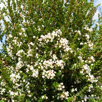 MYRTUS luma