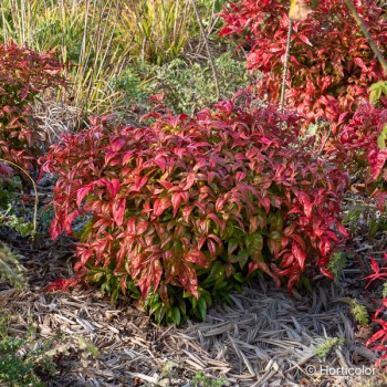 NANDINA domestica Fire power