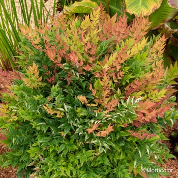 NANDINA domestica Gulf stream