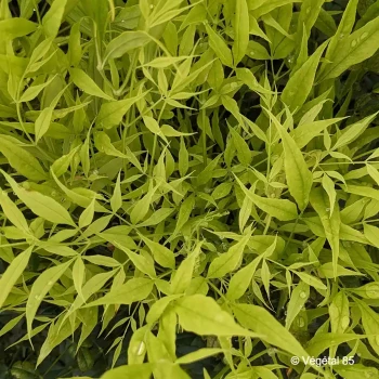 NANDINA domestica Lemon lime