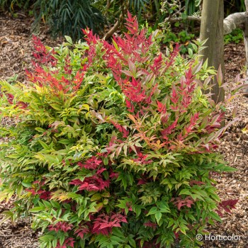 NANDINA domestica Obsessed