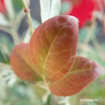 NANDINA domestica Twilight