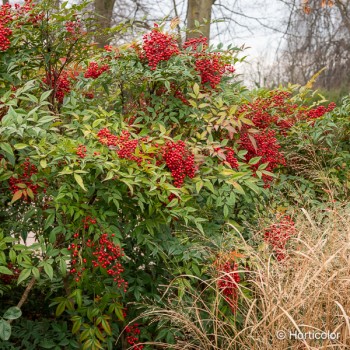 NANDINA domestica