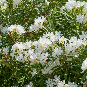 NERIUM oleander Blanc