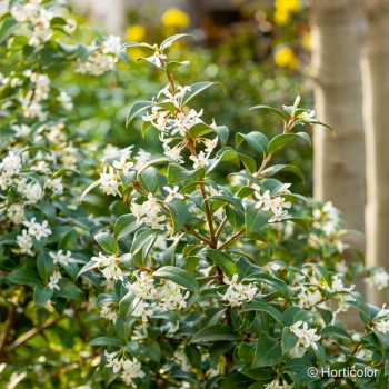 OSMANTHUS burkwoodii