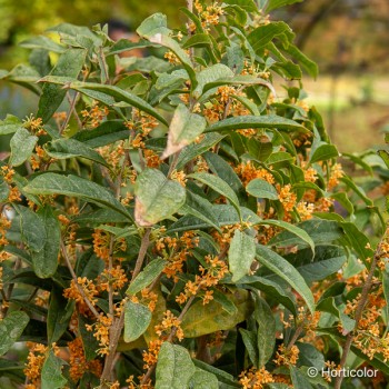 OSMANTHUS fragrans Aurantiacus rubra