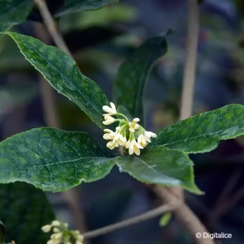 OSMANTHUS fragrans