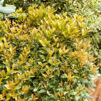 OSMANTHUS heterophyllus Tricolor