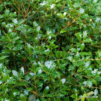 OSMANTHUS heterophyllus